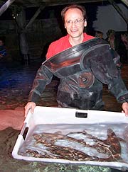 Vorsichtig werden die Fische ausgesetzt von Chef Biologen Erik Jürgensen (Foto: Martin Schmitz)